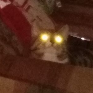 Meet your Posher, Frankie